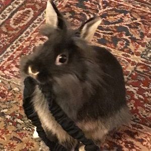 Meet your Posher, Lori